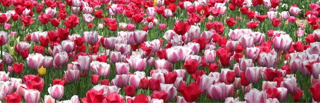 tulips-2