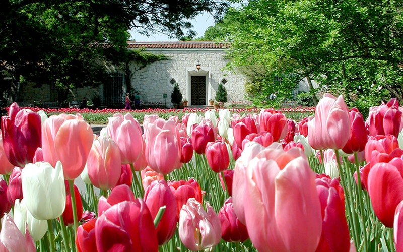 Tulips blooming at the DeGolyer Estate entry at the Dallas Arboretum. Photo via Dallas Arboretum.